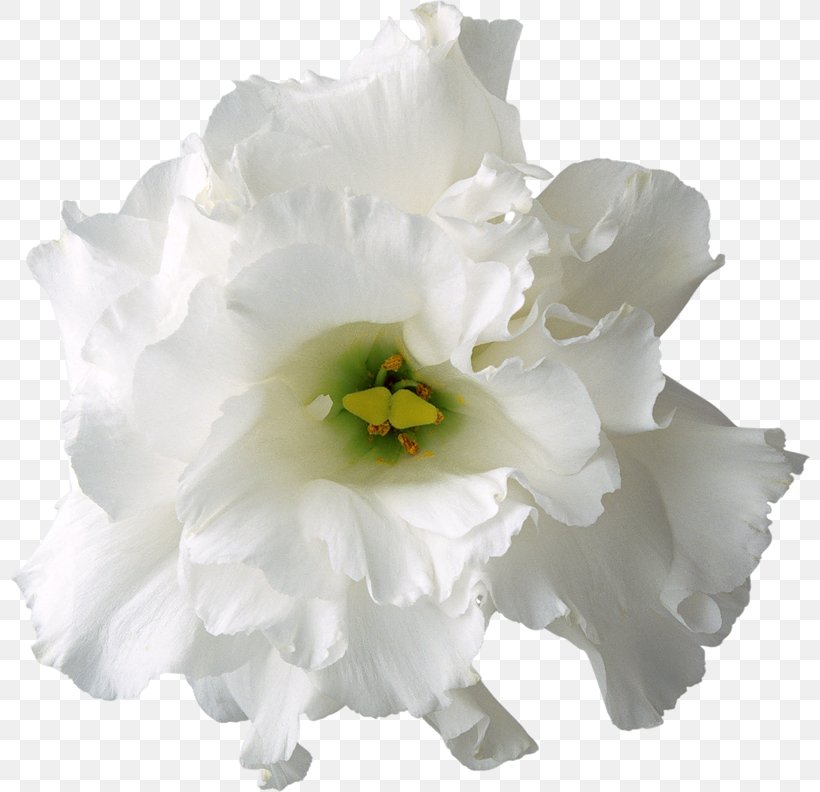 White Flower, PNG, 800x792px, White, Blue, Color, Cut Flowers, Flower Download Free