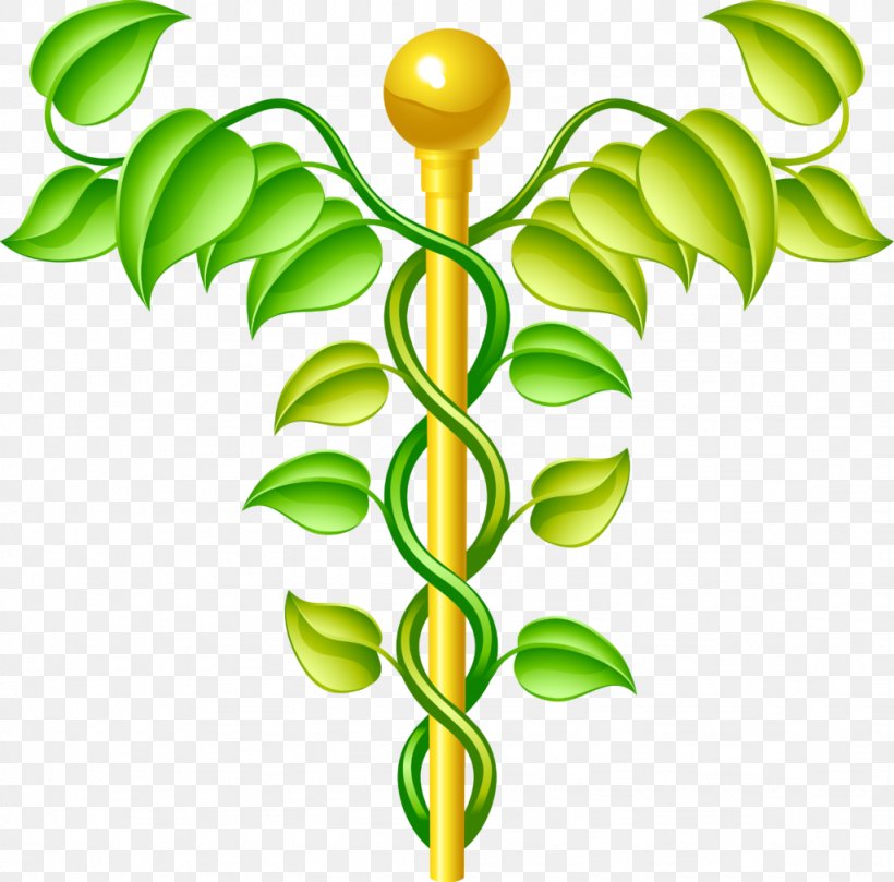 Alternative Health Services Medicine Therapy Health Professional, PNG, 1024x1011px, Alternative Health Services, Acupuncture, Botany, Branch, Family Medicine Download Free