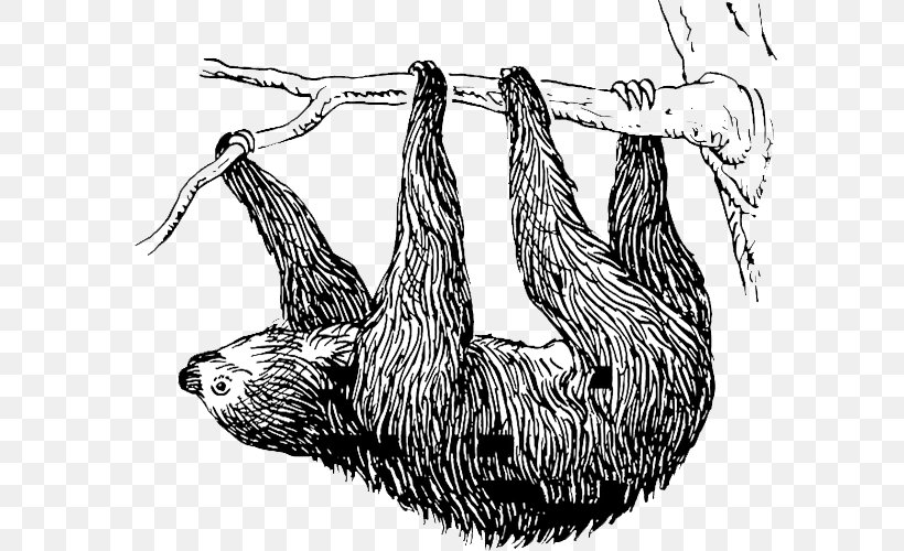 Baby Sloths T-shirt Three-toed Sloth Hoffmann's Two-toed Sloth, PNG, 750x500px, Sloth, Animal, Armadillo, Art, Artwork Download Free