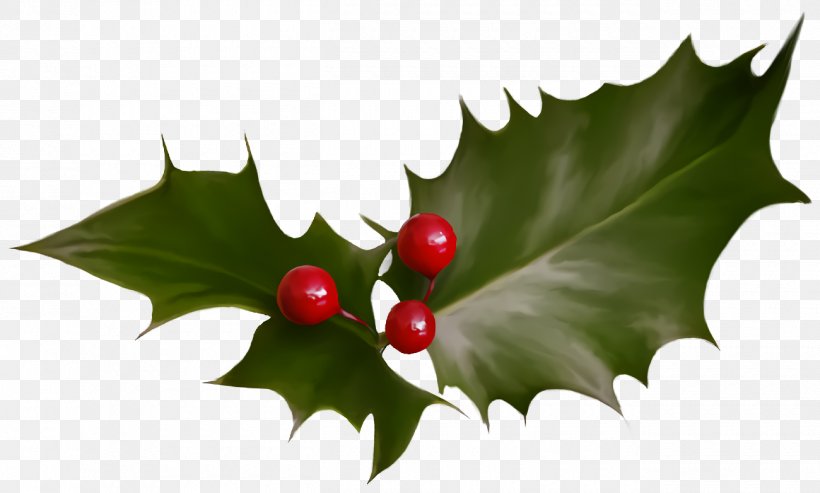 Christmas Holly Ilex Holly, PNG, 1300x782px, Christmas Holly, American Holly, Christmas, Flower, Holly Download Free