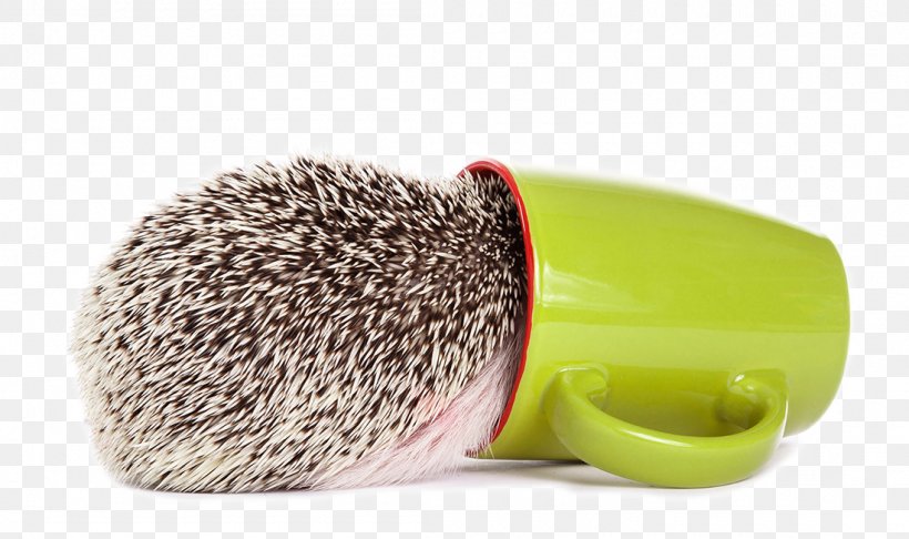 Domesticated Hedgehog Erinaceus Southern African Hedgehog Photography, PNG, 1100x653px, Domesticated Hedgehog, Animal, Atelerix, Brush, Cup Download Free