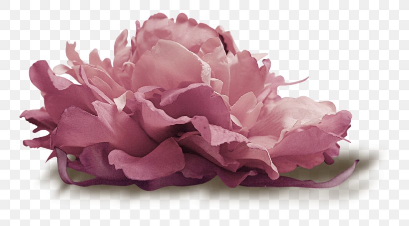 Flower Cabbage Rose Petal Clip Art, PNG, 800x453px, Flower, Advertising, Author, Blog, Cabbage Rose Download Free