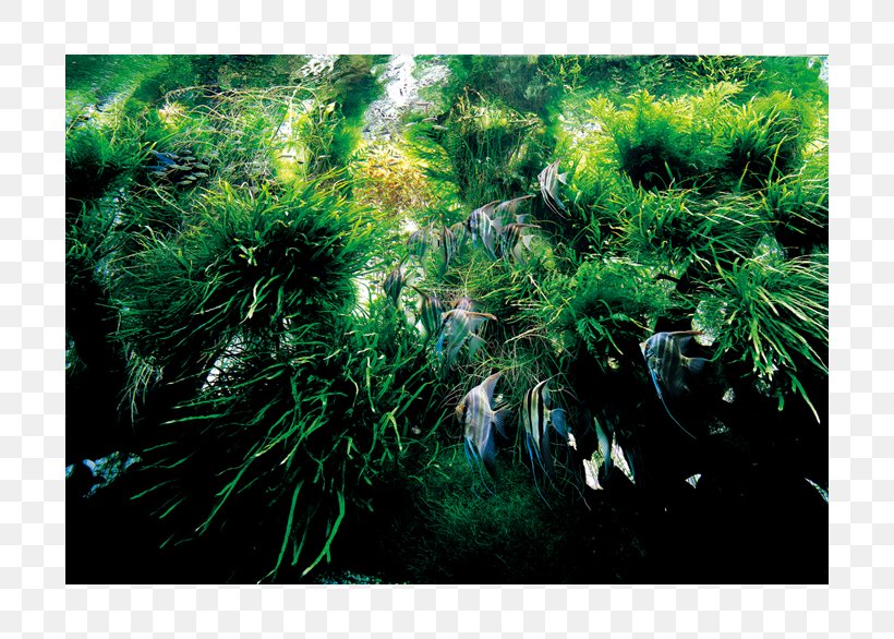 Nature Aquarium: Complete Works, 1985-2009 Nature Aquarium World Aquascaping, PNG, 800x586px, Aquarium, Aquascaping, Aquatic Plants, Biome, Branch Download Free