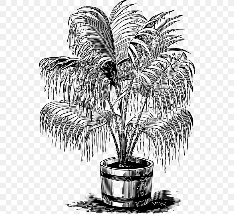 Drawing Palm Trees Clip Art Black And White Monochrome, PNG, 548x750px, Drawing, Arecales, Art, Attalea Speciosa, Black And White Download Free