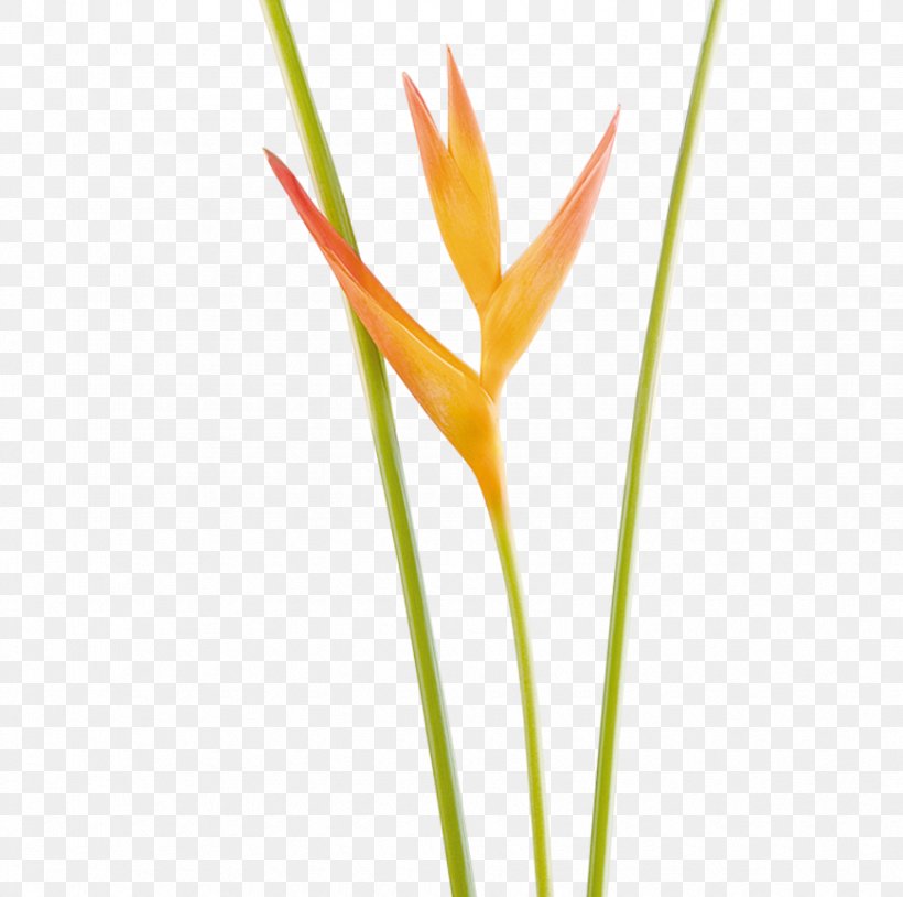 Flower Heliconia Psittacorum Opal Vase Life Heliconia Bihai, PNG, 870x864px, Flower, Bird Of Paradise Flower, Calatheas, Commodity, Floristry Download Free