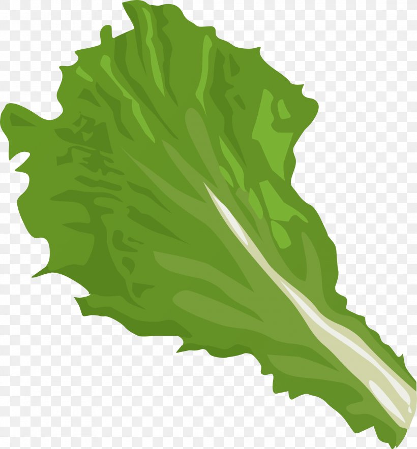 Iceberg Lettuce Romaine Lettuce Vegetable Clip Art, PNG, 2225x2400px