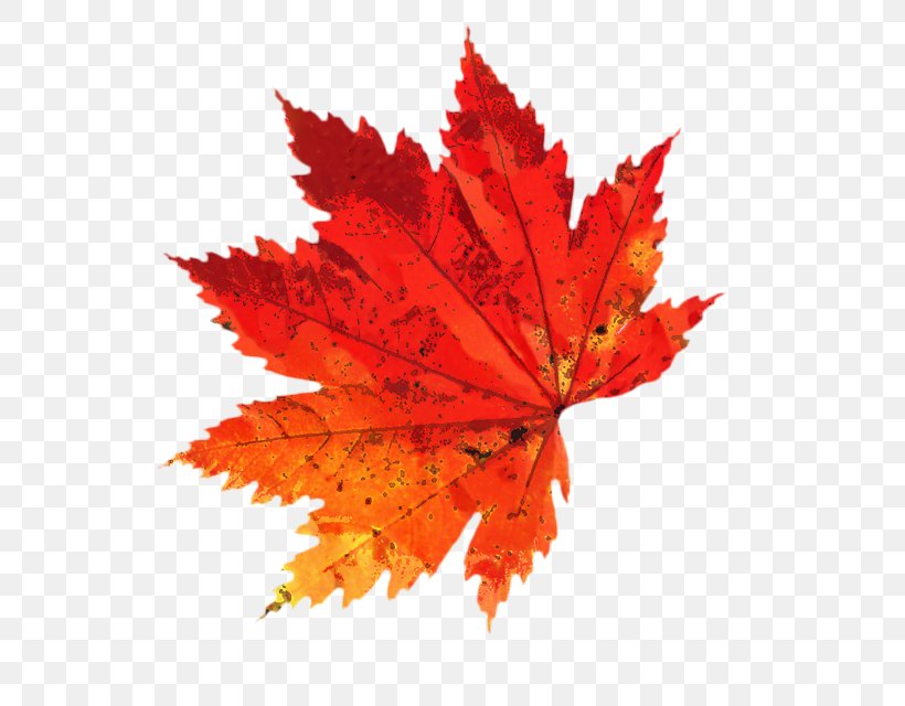 Red Maple Tree, PNG, 600x640px, Autumn Leaf Color, Autumn, Black Maple, Deciduous, Flower Download Free