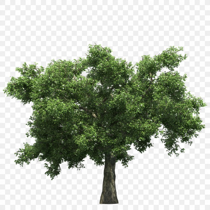 Tree, PNG, 1024x1024px, Tree, Branch, Information, Oak, Photography Download Free