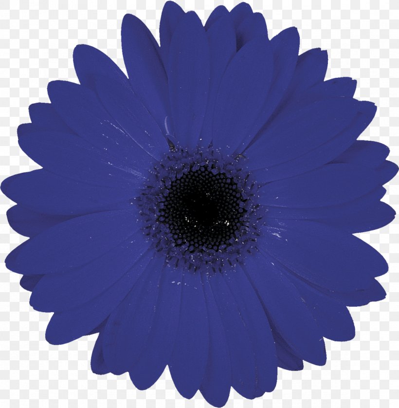 Symbol Flower, PNG, 1174x1200px, Symbol, Aster, Blue, Chrysanths, Cobalt Blue Download Free