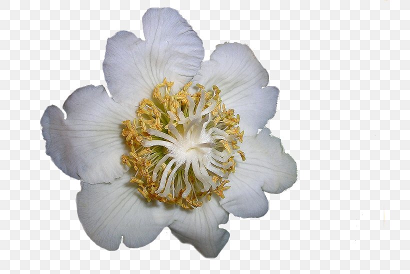 Cut Flowers Petal Blume, PNG, 731x548px, Flower, Blume, Cut Flowers, Flowering Plant, Herbaceous Plant Download Free
