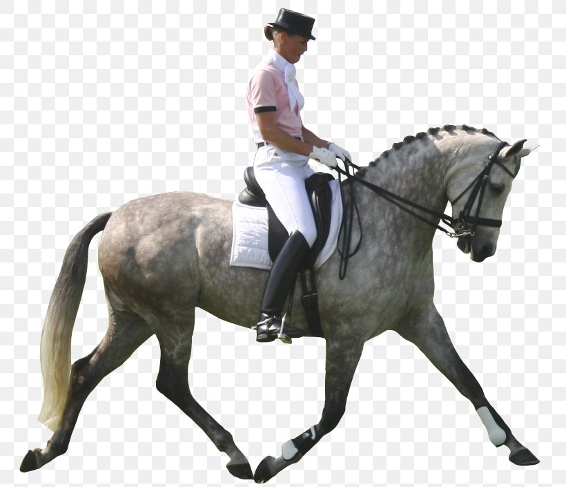Andalusian Horse Pony Dressage Show Jumping Equestrianism, PNG, 778x705px, Andalusian Horse, Animal Sports, Animal Training, Bit, Bridle Download Free