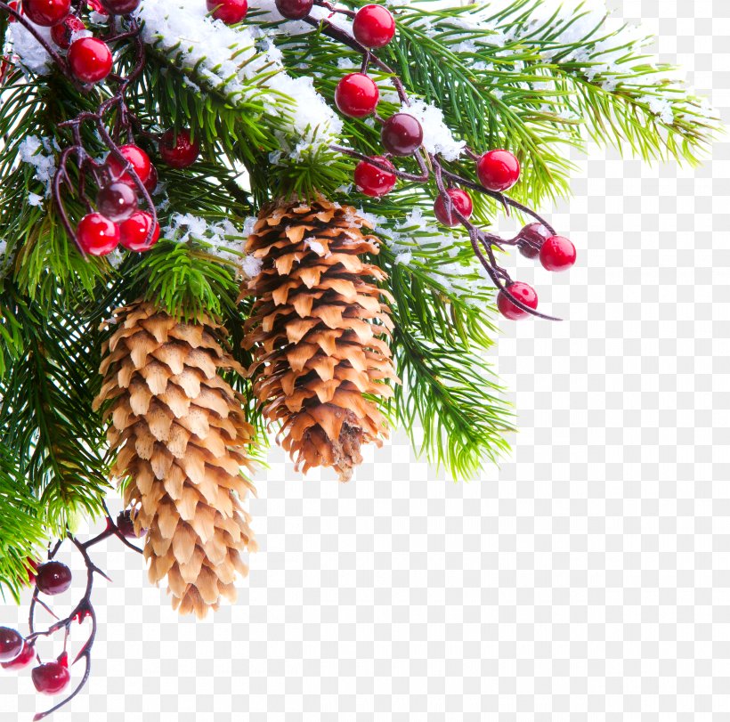 Christmas Tree Branch Photography, PNG, 2500x2473px, Christmas Tree, Branch, Christmas, Christmas Decoration, Christmas Ornament Download Free