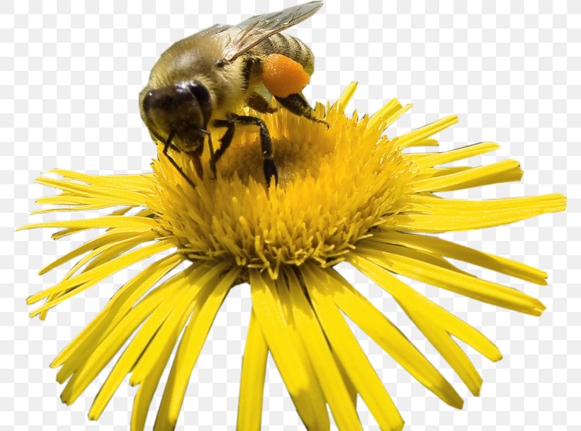 Honey Bee Bumblebee Nectar, PNG, 783x608px, Honey Bee, Arthropod, Bee, Bee Brood, Bee Pollen Download Free