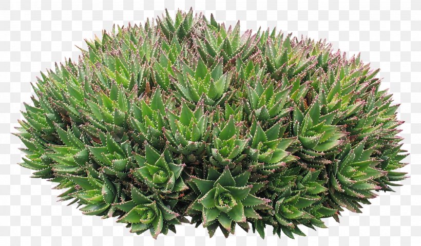 Plant Download Google Images Computer File, PNG, 2462x1440px, Plant, Computer Network, Flowerpot, Google Images, Grass Download Free