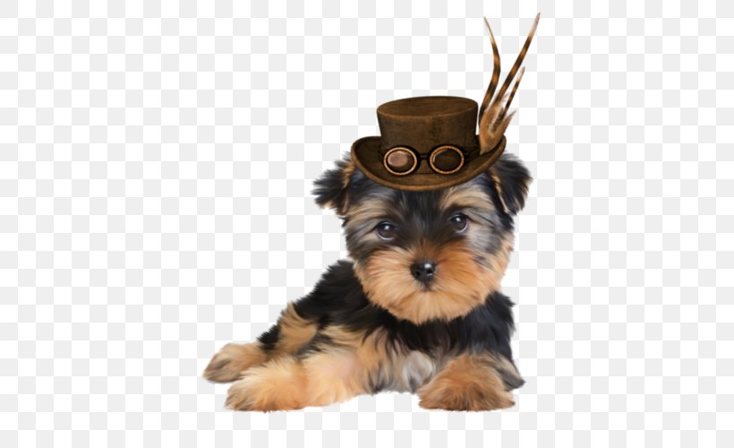 Yorkshire Terrier Morkie Puppy Dog Breed Companion Dog, PNG, 500x500px, Yorkshire Terrier, Breed, Carnivoran, Cat, Companion Dog Download Free