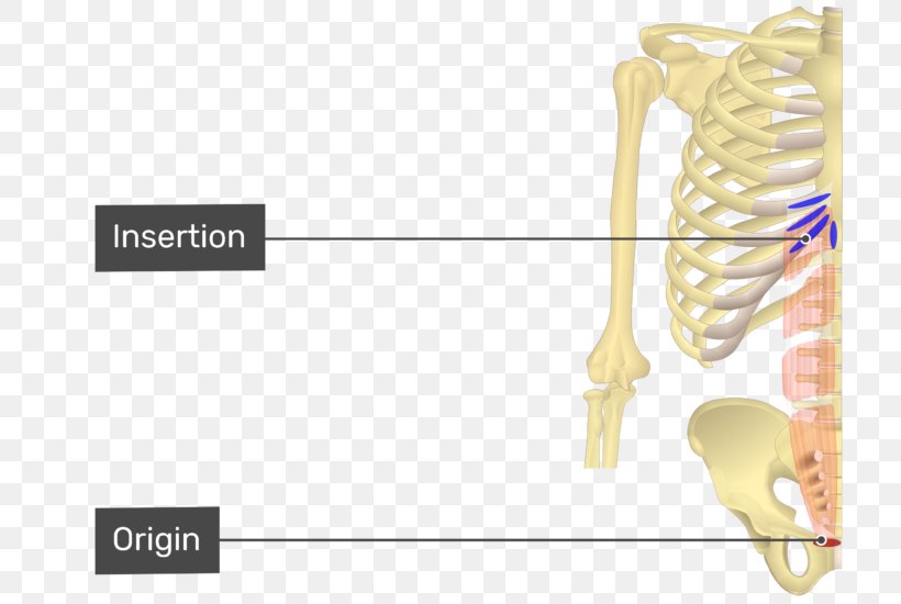 Abdominal Internal Oblique Muscle Abdominal External Oblique Muscle Rectus Abdominis Muscle Serratus Anterior Muscle Origin And Insertion, PNG, 770x550px, Watercolor, Cartoon, Flower, Frame, Heart Download Free