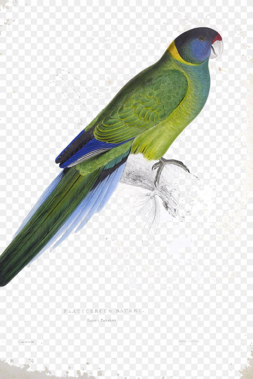 Budgerigar Illustrations Of The Family Of Psittacidae, Or Parrots Australian Ringneck Parakeet, PNG, 1738x2605px, Budgerigar, Art, Artist, Australian Ringneck, Beak Download Free