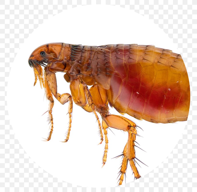 Cat Flea Bubonic Plague Infestation, PNG, 800x800px, Flea, Animal Bite, Arthropod, Bubonic Plague, Cat Flea Download Free