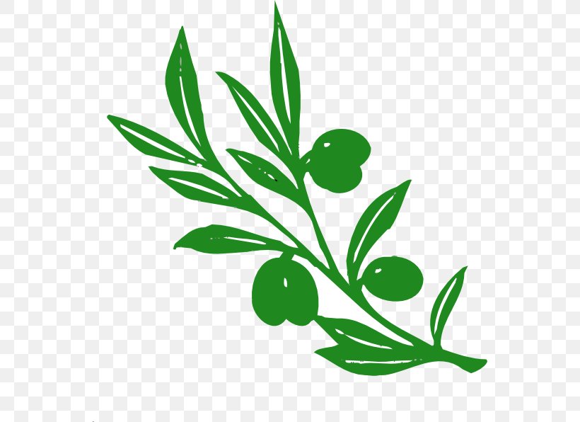 Olive Branch Olive Branch Clip Art, PNG, 558x596px, Olive, Black And White, Branch, Drawing, Flora Download Free