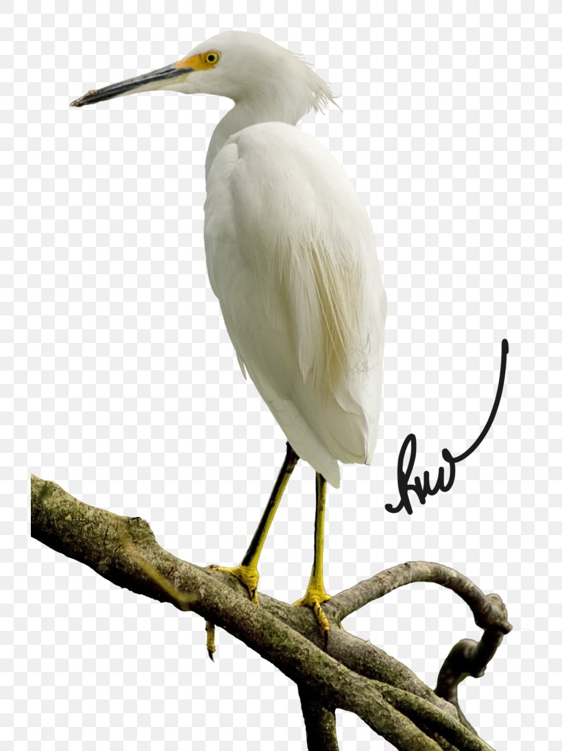 Great Egret March 17 Ibis Beak, PNG, 730x1095px, Great Egret, Animal, Beak, Bird, Deviantart Download Free