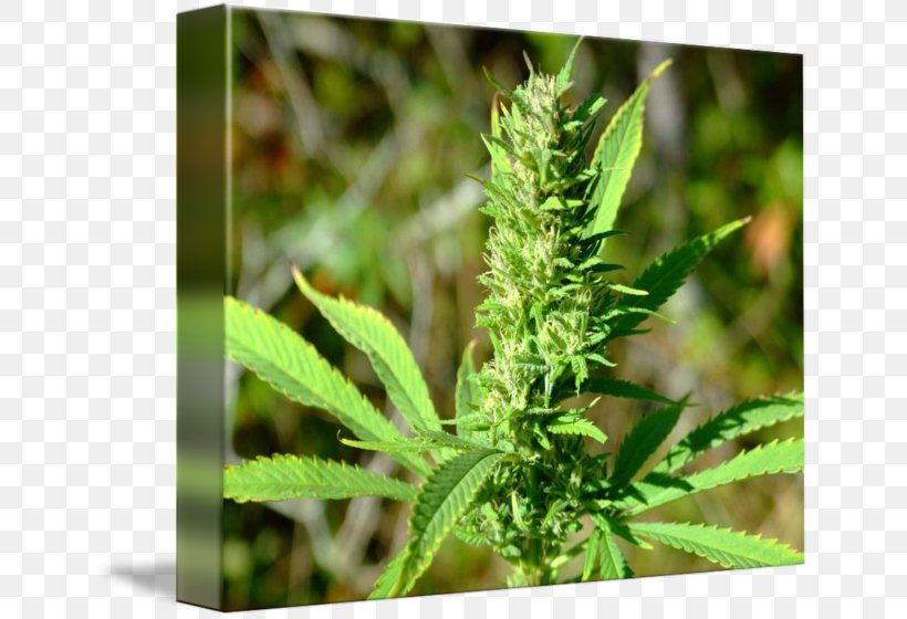Medical Cannabis Hemp Plant Bud, PNG, 650x560px, Cannabis, Art, Bud, Cannabaceae, Canvas Download Free