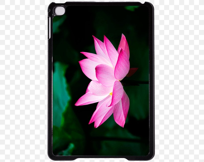 Nelumbo Nucifera Pink M Flora Big Box Art, PNG, 500x650px, Nelumbo Nucifera, Aquatic Plant, Big Box Art, Close Up Gmbh, Cutting Boards Download Free