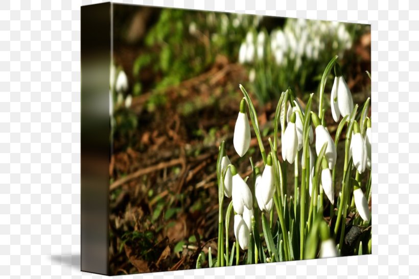 Snowdrop, PNG, 650x547px, Snowdrop, Flora, Flower, Flowering Plant, Galanthus Download Free