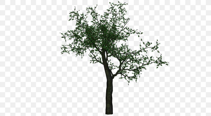 Twig Adobe Photoshop Tree Computer File, PNG, 640x453px, Twig, Branch, Oak, Plant, Plants Download Free