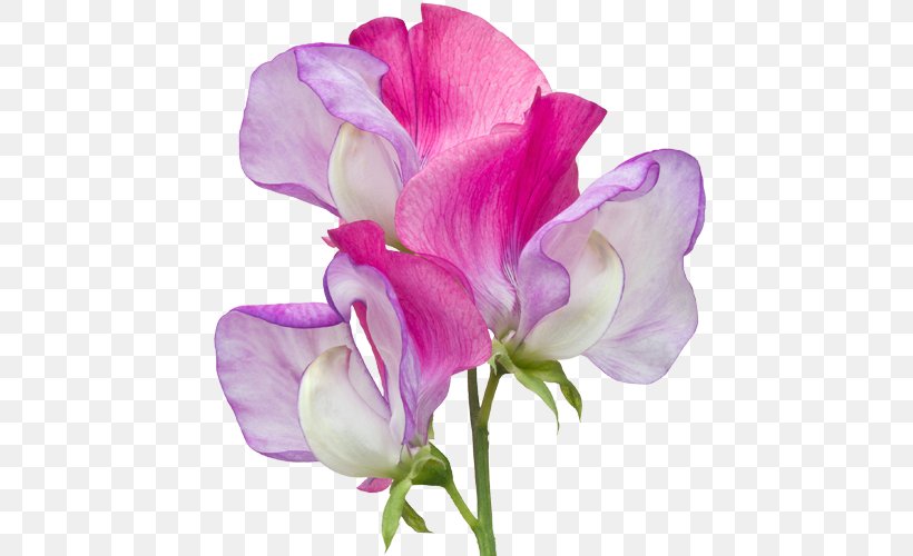 Broad-leaved Sweet Pea Cut Flowers Indian Pea, PNG, 500x500px, Sweet Pea, Annual Plant, Cut Flowers, Everlasting Sweet Pea, Flower Download Free