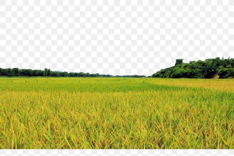 Field Farm Lawn Crop Energy, PNG, 1024x683px, Rice Gadu, Agriculture, Commodity, Crop, Energy Download Free