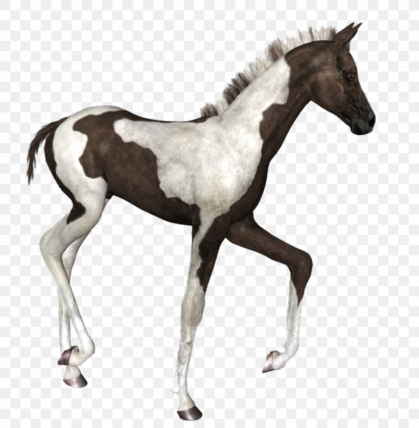 Mustang Foal American Paint Horse Thoroughbred Colt, PNG, 888x908px, Mustang, American Paint Horse, Colt, Foal, Friesian Horse Download Free
