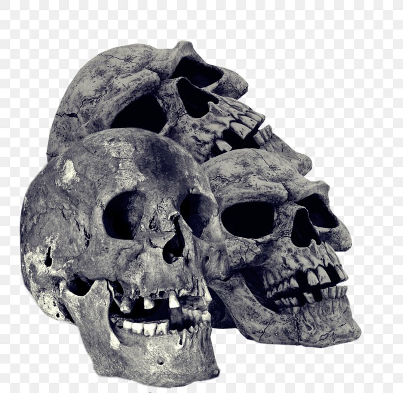 Skull Bone Desktop Wallpaper, PNG, 800x800px, Skull, Bone, Jaw, Light, Skeleton Download Free