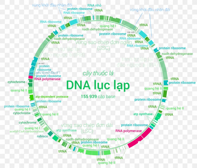 Plastome Chloroplast Genome DNA Nuclear Gene, PNG, 1200x1024px, Plastome, Area, Brand, Calvin Cycle, Chloroplast Download Free