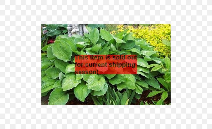 Spinach Spring Greens Herb Leaf Annual Plant, PNG, 500x500px, Spinach, Annual Plant, Grass, Groundcover, Herb Download Free
