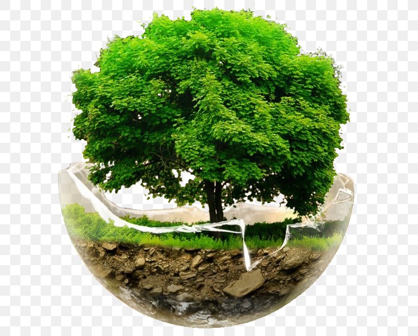 Tree Desktop Wallpaper Clip Art, PNG, 619x659px, Tree, Bonsai, Branch, Digital Image, Elm Download Free