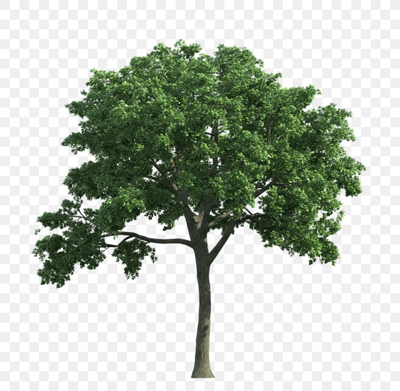 Tree Stock Photography Ulmus Americana Oak, PNG, 800x800px, Tree, Branch, Crown, Deciduous, Elm Download Free