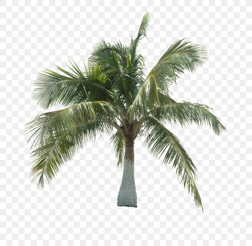 Asian Palmyra Palm Coconut Tree Arecaceae, PNG, 776x800px, Asian Palmyra Palm, Arecaceae, Arecales, Bark, Borassus Download Free
