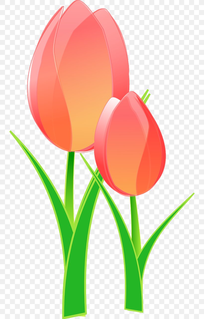 Tulip Mania Clip Art, PNG, 746x1280px, Tulip, Cut Flowers, Flower, Flowering Plant, Lily Family Download Free