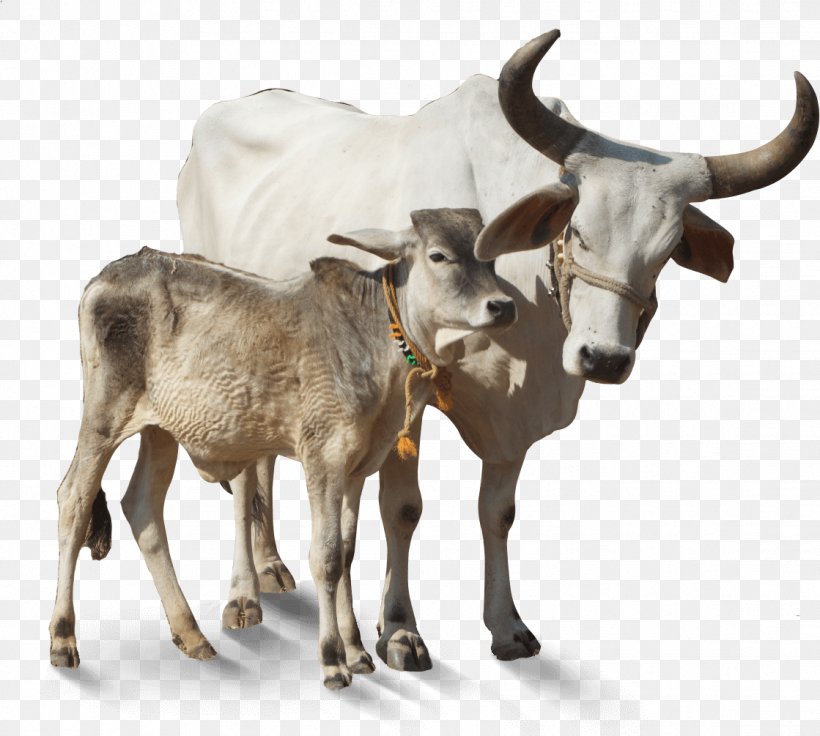 Animal Cartoon, PNG, 1119x1005px, Cattle, Animal Figure, Bovine, Bull, Editing Download Free