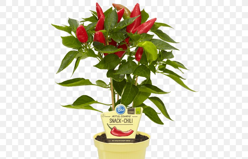 Bird's Eye Chili Chili Pepper Biber Peppers Peperoncino, PNG, 570x526px, Chili Pepper, Auglis, Bell Peppers And Chili Peppers, Biber, Cut Flowers Download Free
