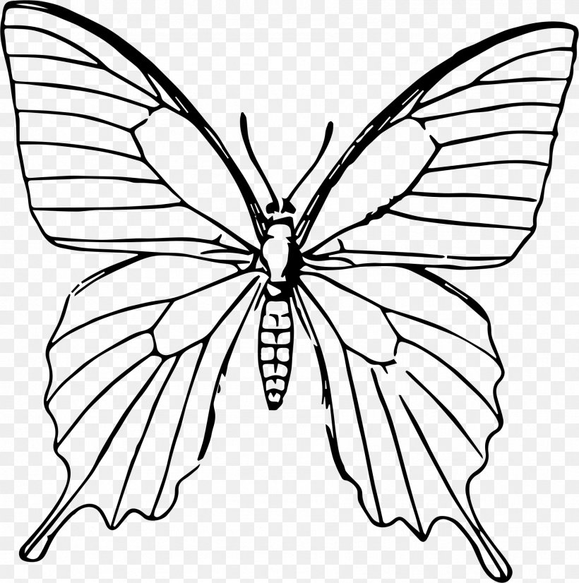 Drawing Butterfly Line Art Sketch, PNG, 1789x1803px, Drawing, Art, Arthropod, Artwork, Black And White Download Free