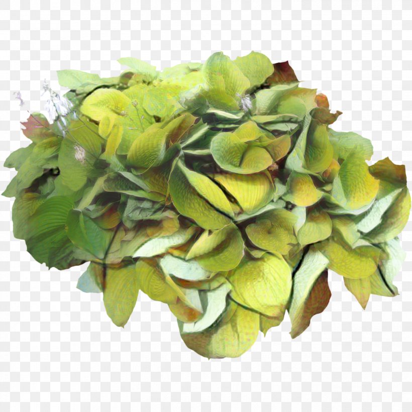 Flowers Background, PNG, 1449x1449px, Flower, Cornales, Cut Flowers, Echeveria, Green Download Free
