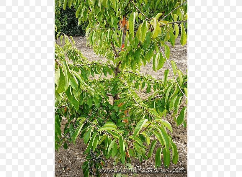 Tree Cherry Plant Community Shrub Angle, PNG, 800x600px, Tree, Cherry, Grass, Nursery, Plant Download Free