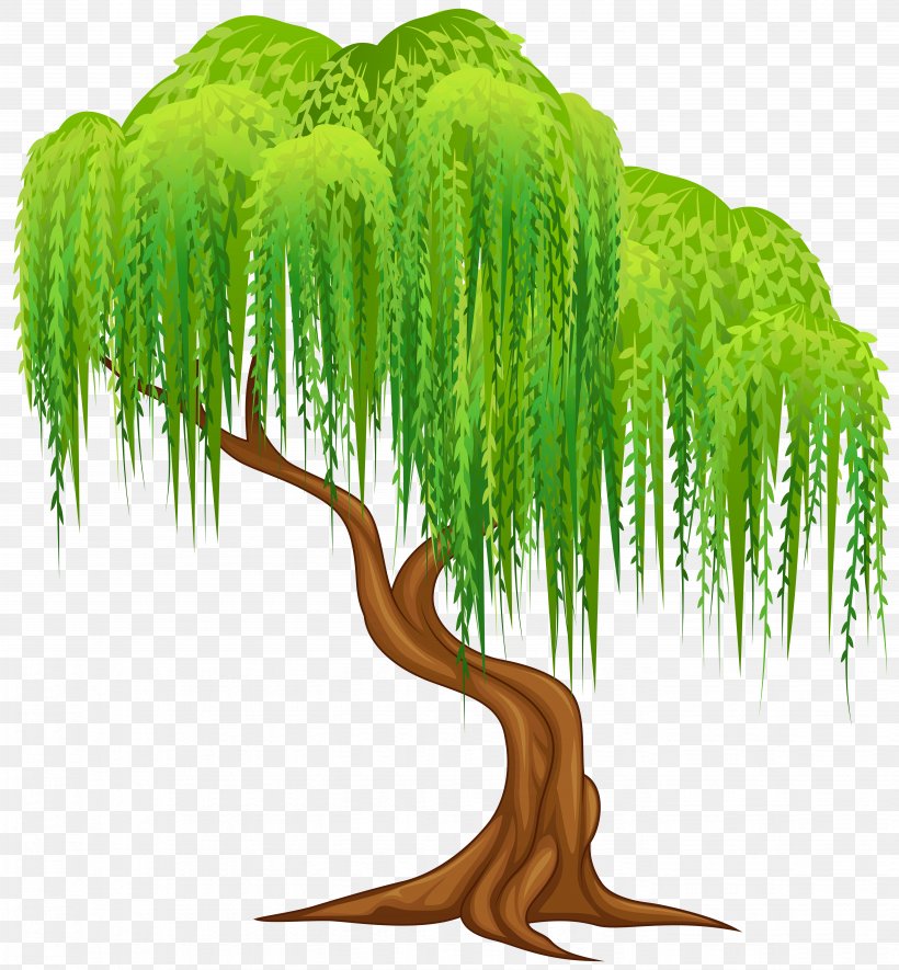 Weeping Willow Tree Salix Alba Wall Decal Clip Art, PNG, 5559x6000px, Weeping Willow, Art, Branch, Decal, Drawing Download Free