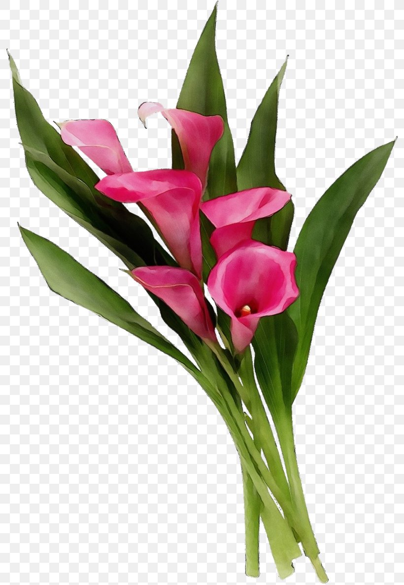 Artificial Flower, PNG, 800x1185px, Watercolor, Anthurium, Artificial Flower, Cut Flowers, Flower Download Free