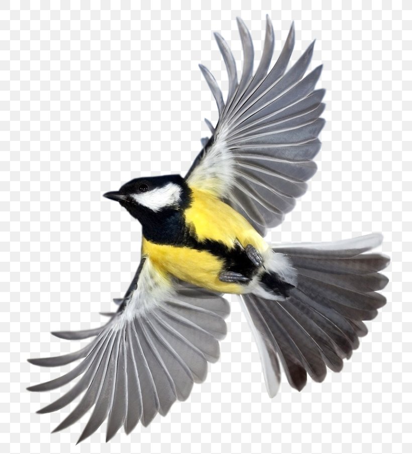 Bird Desktop Wallpaper Clip Art, PNG, 800x902px, Bird, Animal, Beak, European Robin, Fauna Download Free