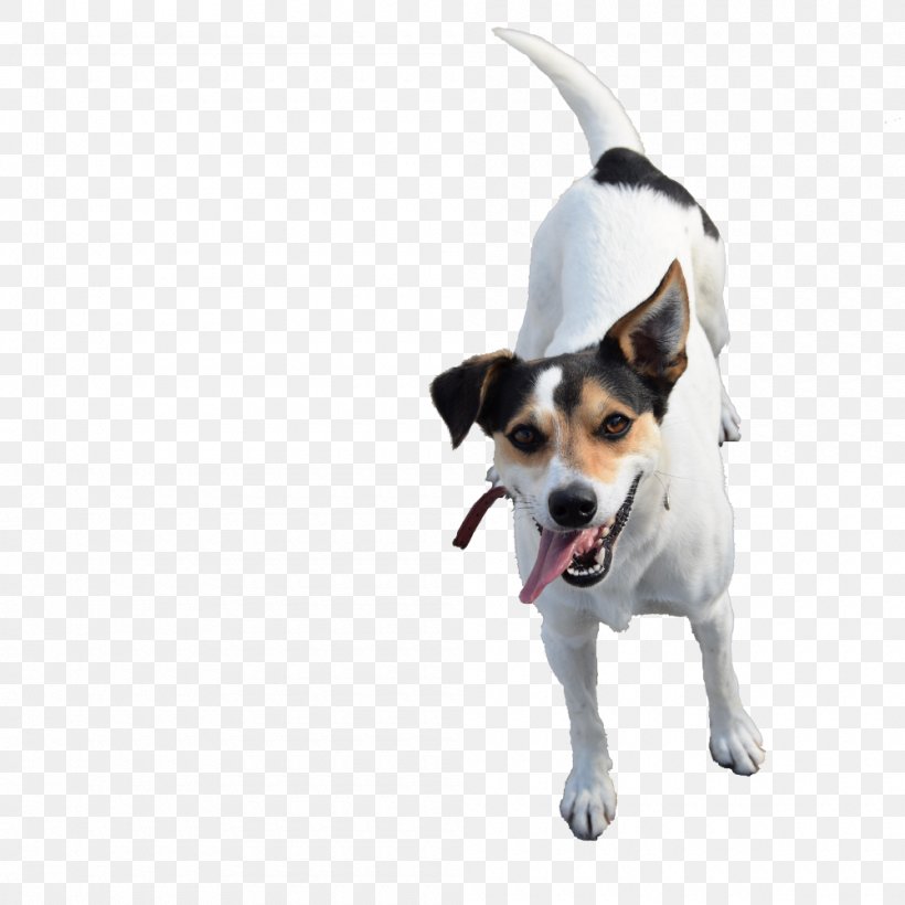 Dog Breed Miniature Fox Terrier Rat Terrier Toy Fox Terrier Danish–Swedish Farmdog, PNG, 1000x1000px, Dog Breed, Animal, Animal Shelter, Carnivoran, Cat Download Free