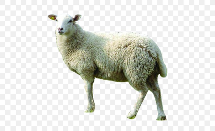 Merino Goat Jacket Wool GNU Lesser General Public License, PNG, 500x500px, Merino, Agriculture, Cashmere Wool, Clothing, Cow Goat Family Download Free