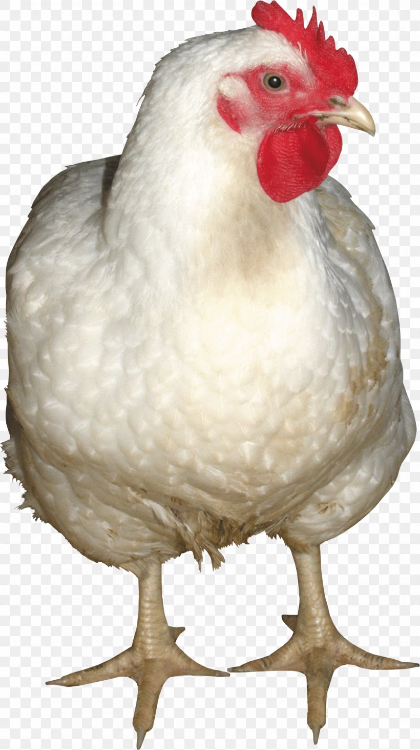 Chicken Rooster Sound Effect Freesound, PNG, 1772x3161px, Chicken, Beak, Bird, Broiler, Chicken Curry Download Free
