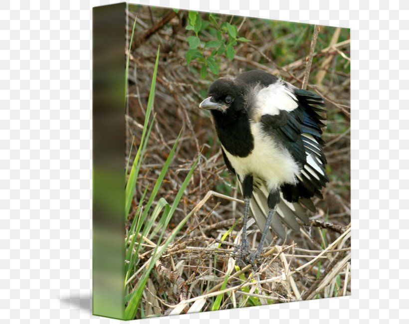 Eurasian Magpie Wren American Sparrows Fauna, PNG, 602x650px, Eurasian Magpie, American Sparrows, Beak, Bird, Crow Like Bird Download Free